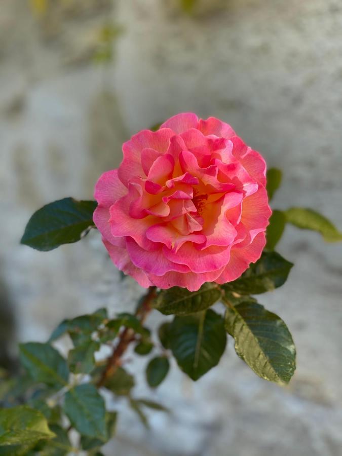 Clos De Bertinat Saint-Sulpice-de-Faleyrens Buitenkant foto