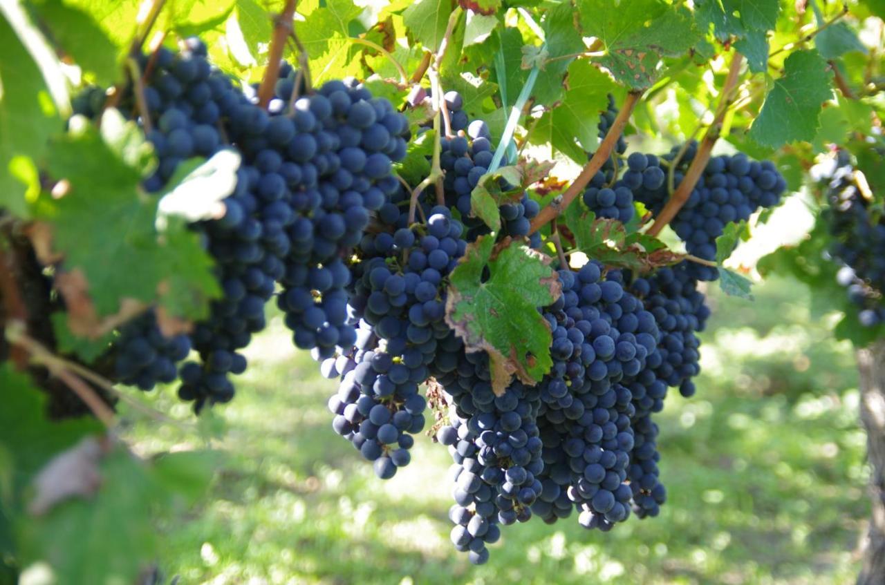 Clos De Bertinat Saint-Sulpice-de-Faleyrens Buitenkant foto