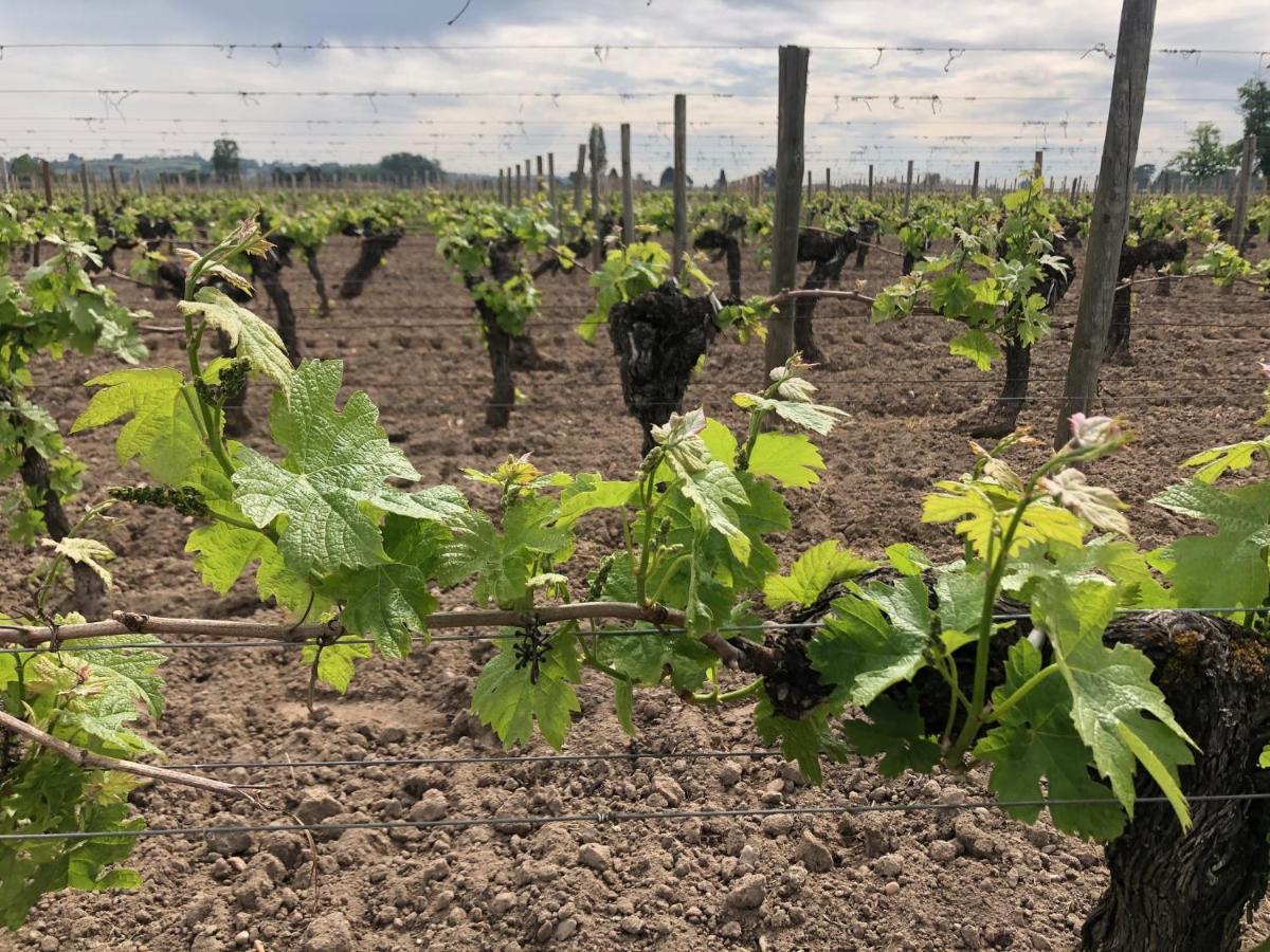 Clos De Bertinat Saint-Sulpice-de-Faleyrens Buitenkant foto